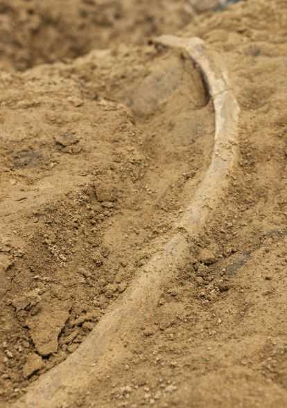 Highlands Ranch Dinosaur Discovery Wind Crest Bones Fossils
