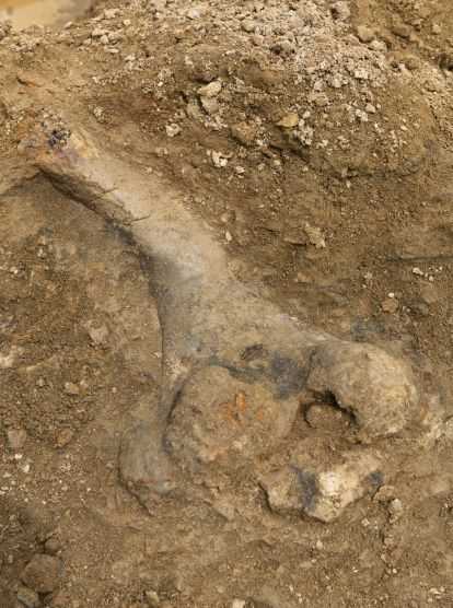 Highlands Ranch Wind Crest Dinosaur Bones Fossils